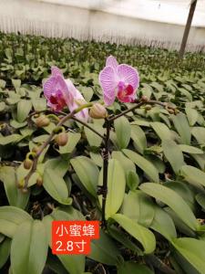 蝴蝶兰