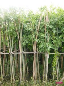 粉丹竹
