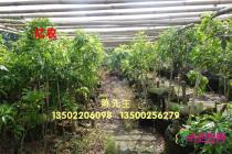 黄晶果