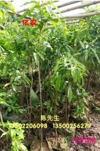 黄晶果
