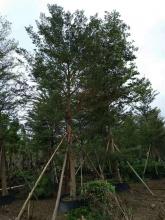 小叶榄仁