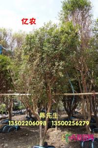 台湾嘉宝果