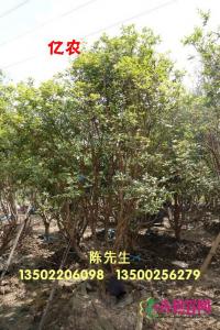 台湾嘉宝果