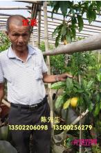 黄晶果