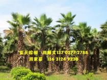 老人葵