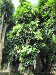 萍婆树