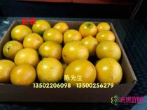 黄晶果