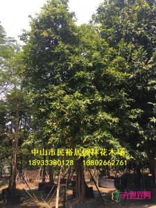 红蒲桃