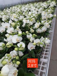 蝴蝶兰